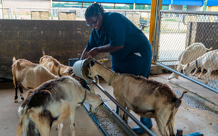 Adolescente alimenta cabras como parte de una de las iniciativas de la Red de Agricultores Negros.